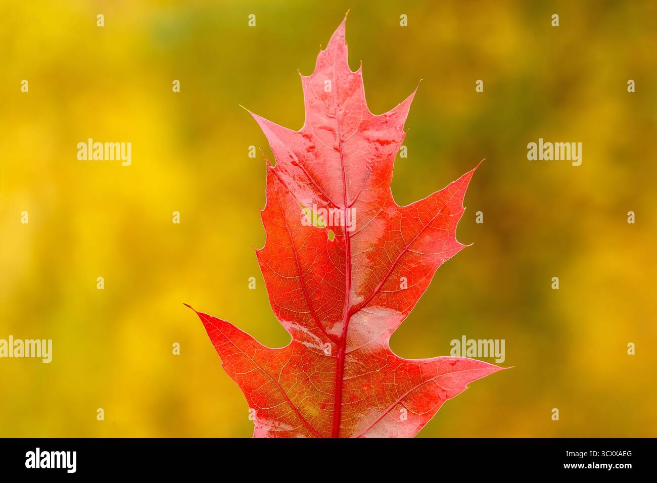 Foglia di quercia rossa vivace fotografata in primo piano su uno sfondo autunnale giallo-oro leggermente sfocato, che mostra sottili venature di foglie e deta di colore autunnale Foto Stock