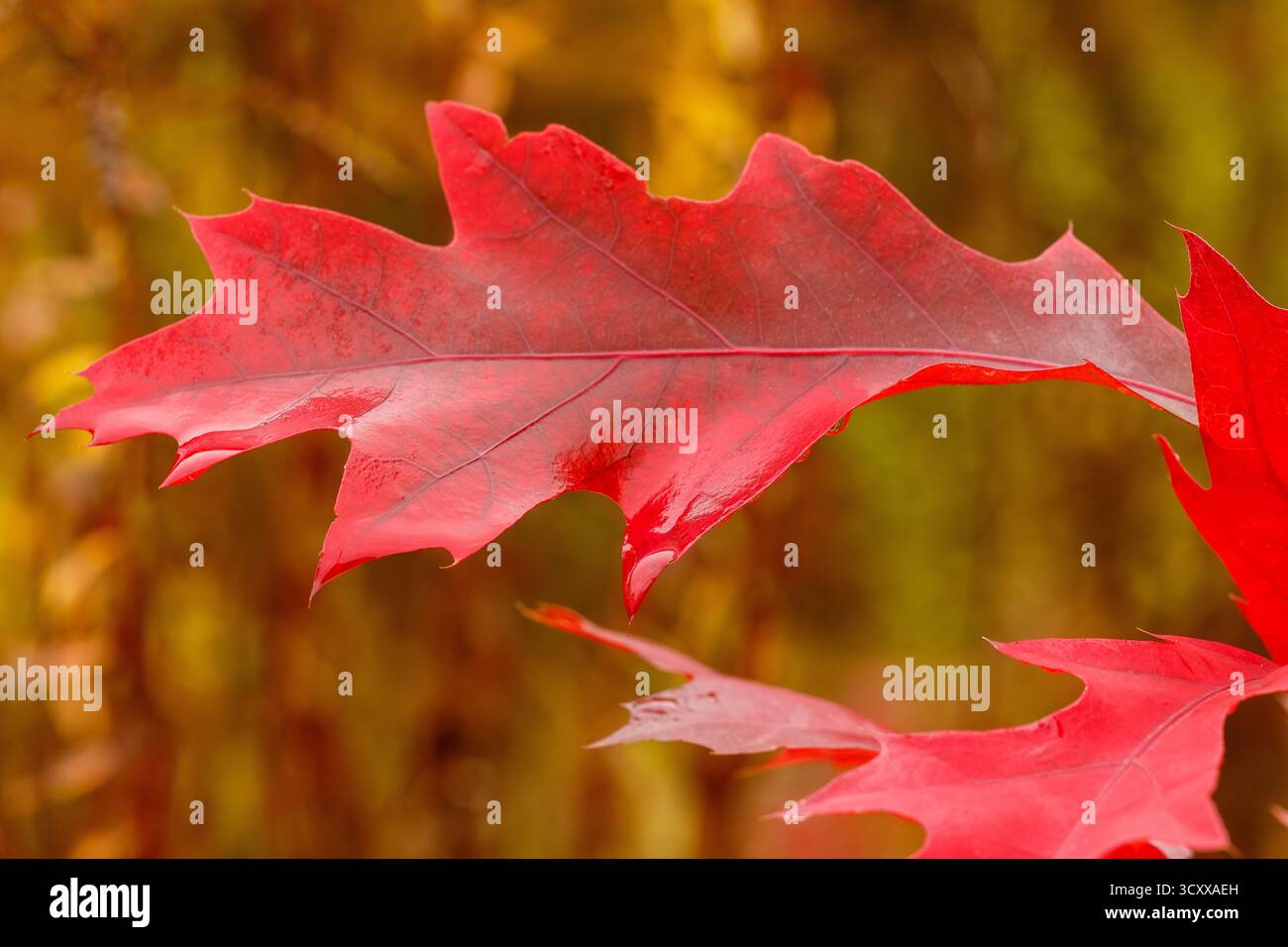 Foto macro di una brillante foglia di quercia rossa che risplende di umidità su un morbido sfondo dorato, catturando i toni caldi del fogliame autunnale. Foto Stock
