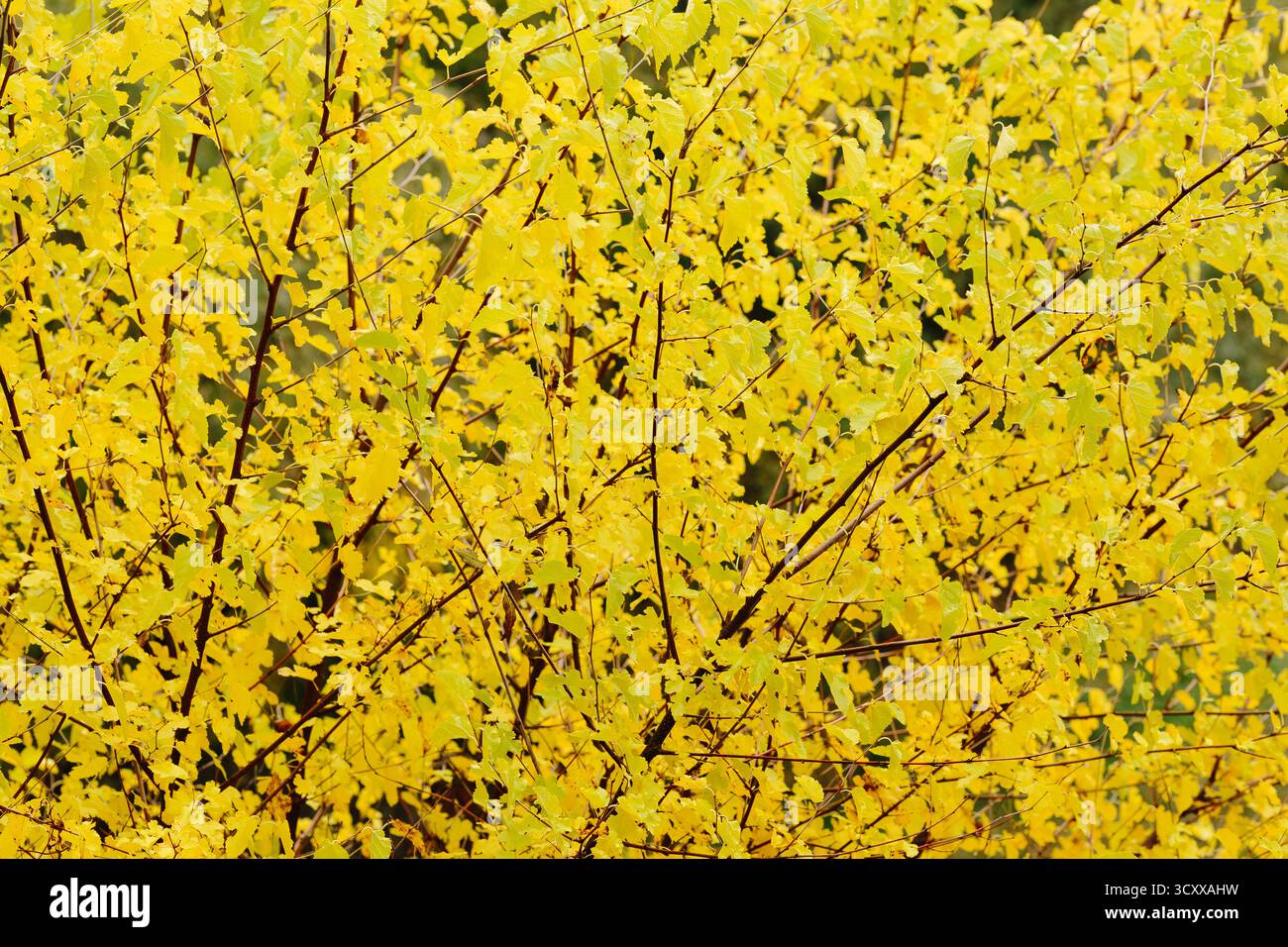 Vista ravvicinata di foglie gialle vibranti sui rami degli alberi durante la stagione autunnale, simboleggia il fogliame autunnale, il cambiamento e la bellezza naturale. Foto Stock