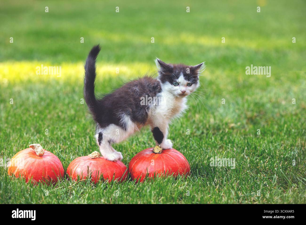 Un gattino sta andando a mangiare delle piccole zucche. Concetto di Ringraziamento e Halloween Foto Stock