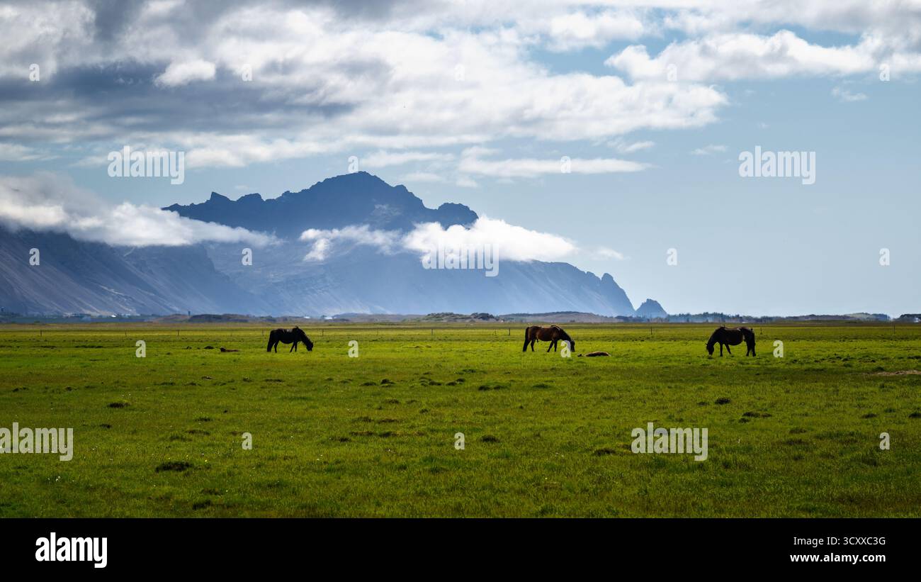 I cavalli pascolano tranquillamente con montagne maestose che si innalzano dietro di loro. Foto Stock