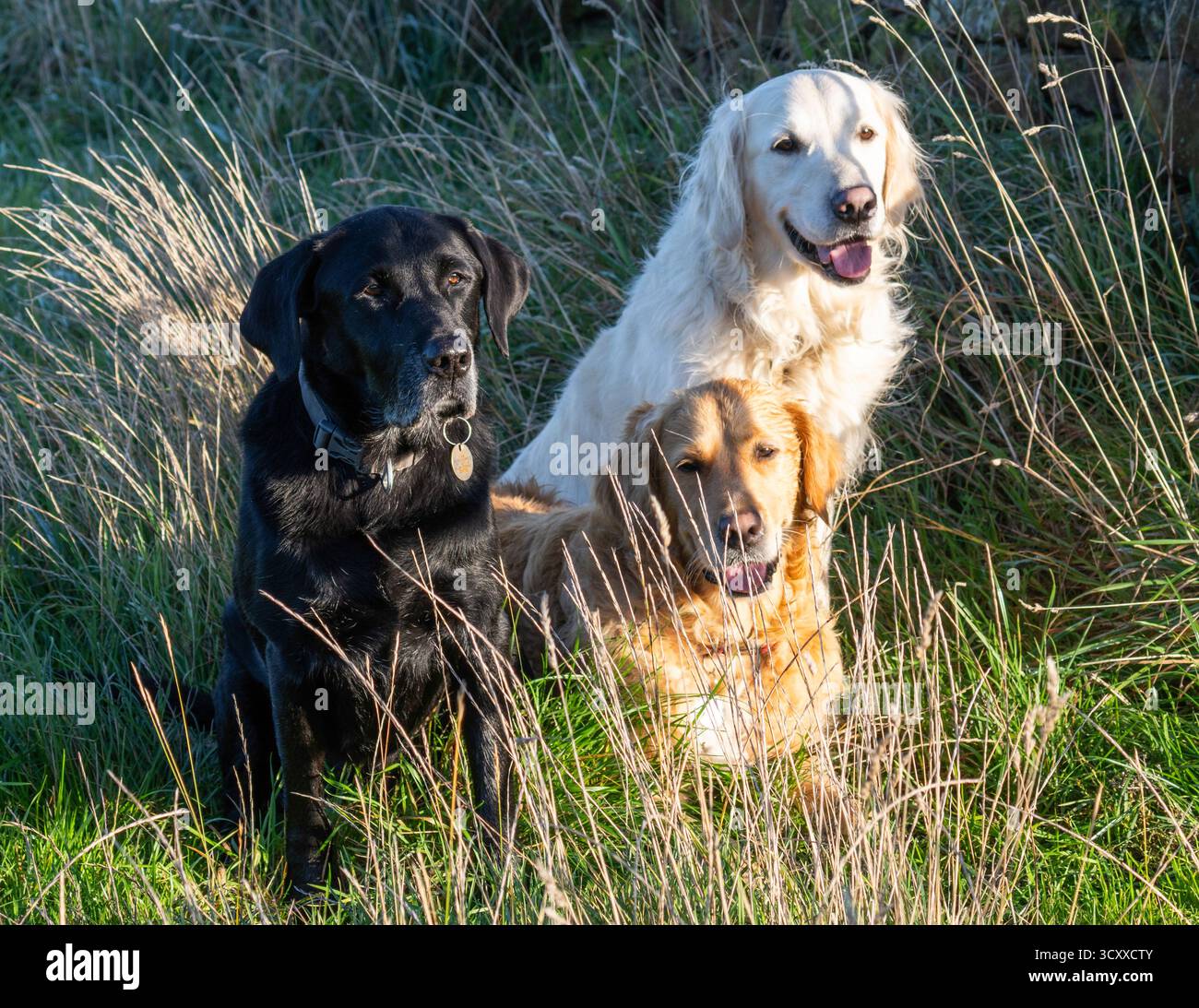 Due Golden Retrievers e un Labrador nero seduti nell'erba lunga Foto Stock