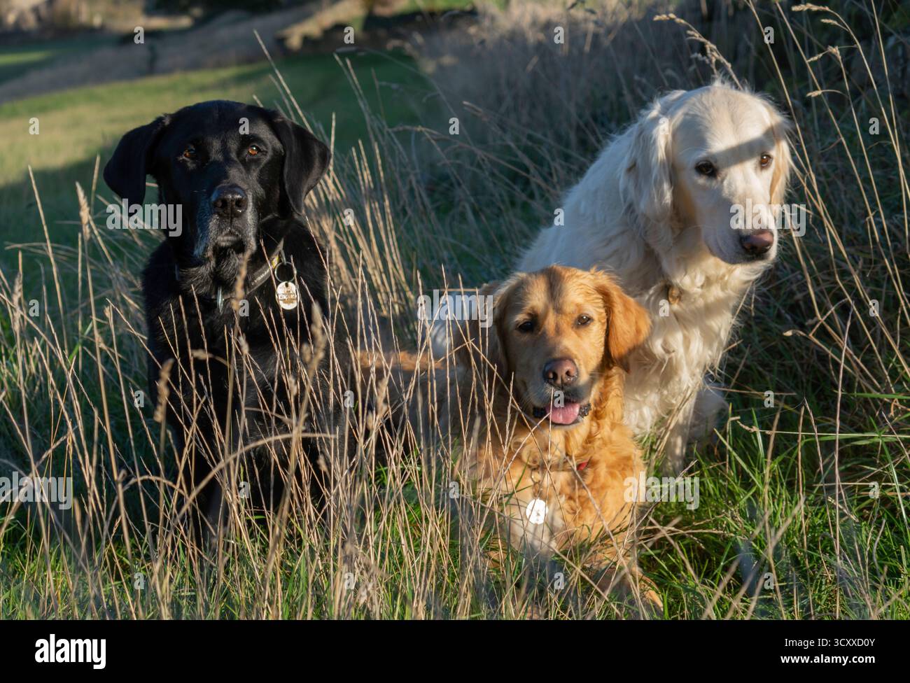 Due Golden Retrievers e un Labrador nero seduti nell'erba lunga Foto Stock