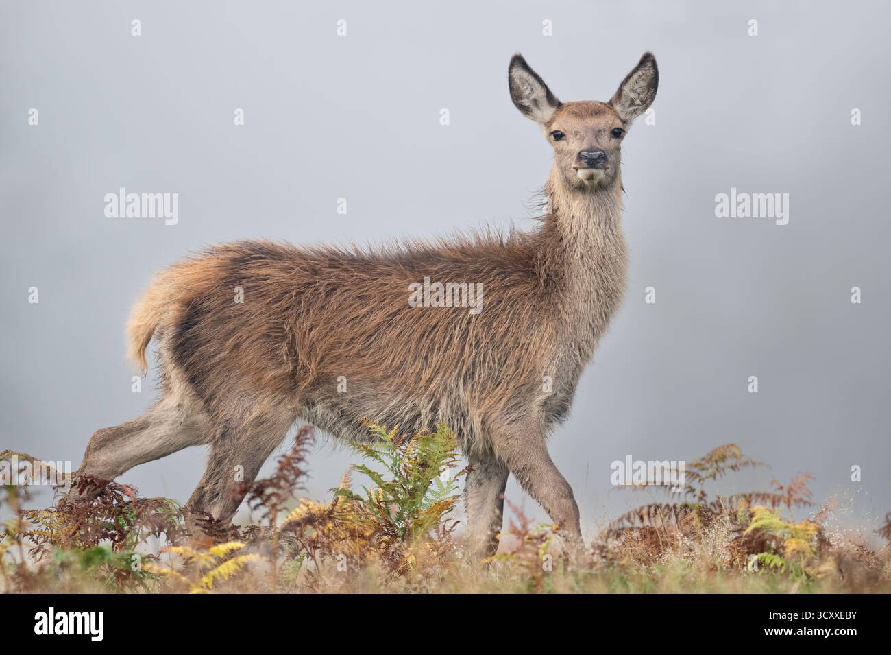 Polpaccio di cervo rosso (Cervus elaphus) in una fitta nebbia autunnale Foto Stock