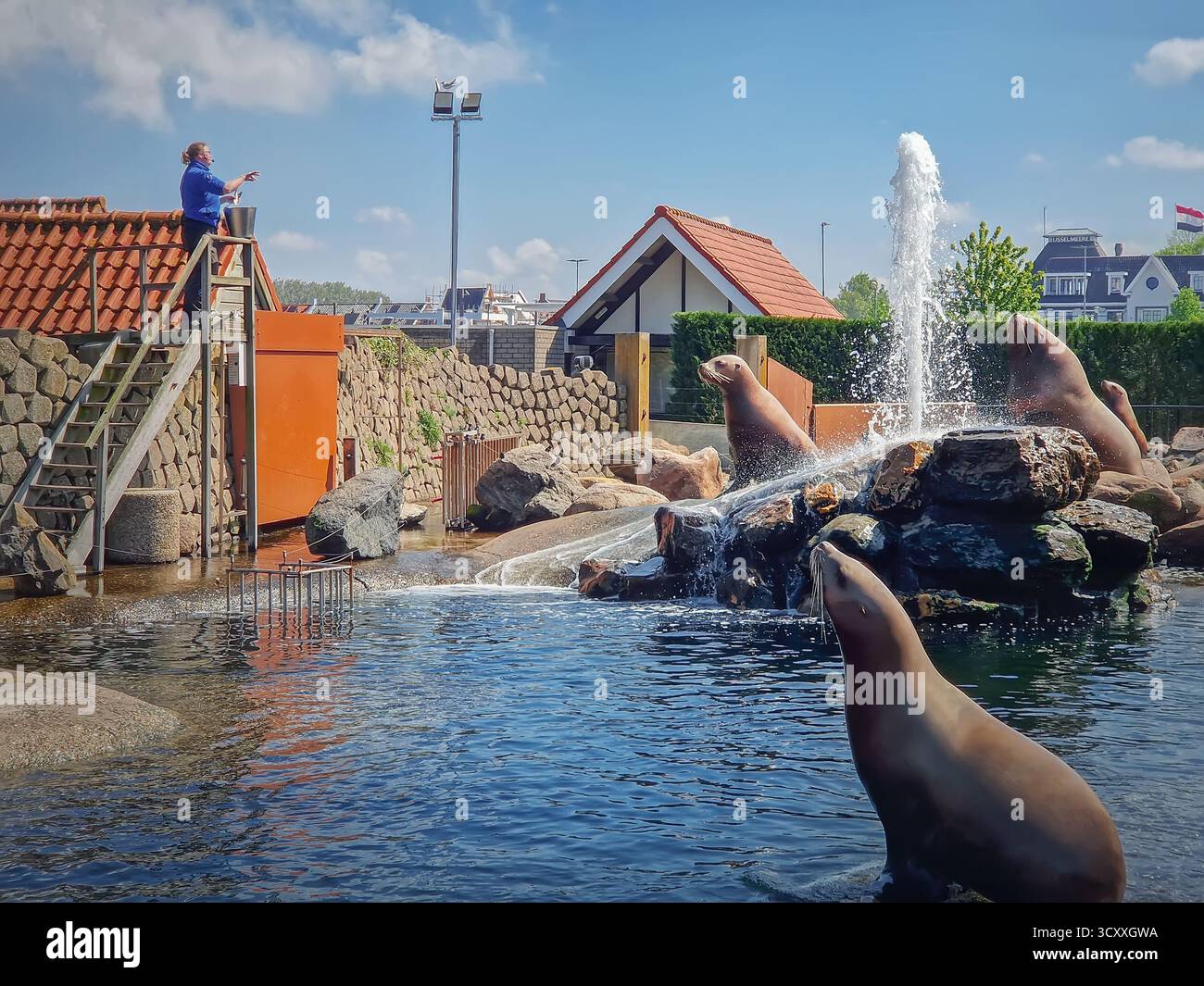 Harderwijk, Paesi Bassi - 26 aprile 2025 spettacolo di leoni marini al Dolfinarium Harderwijk chiamato Zeeleeuwen College, con allenatore che dà da mangiare e dirige diversi Foto Stock