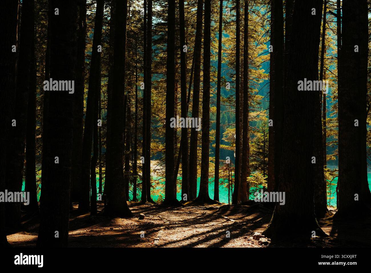 La luce del sole filtra tra alti pini in una fitta foresta con acque turchesi di lago che si illuminano sullo sfondo Foto Stock