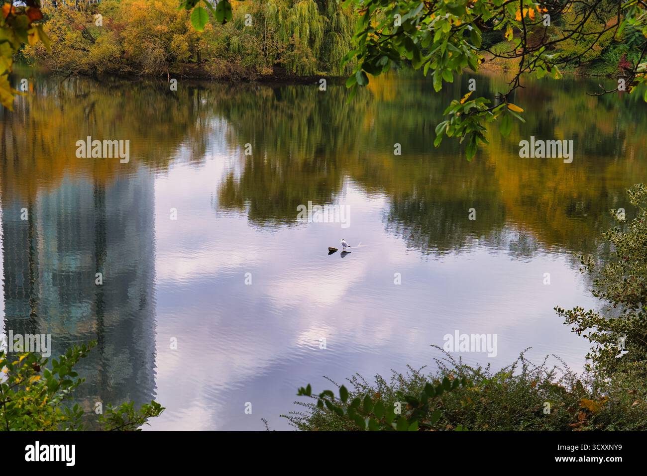Il tranquillo lago autunnale riflette gli alti e vibranti alberi della città con anatre che nuotano sotto il cielo parzialmente nuvoloso Foto Stock