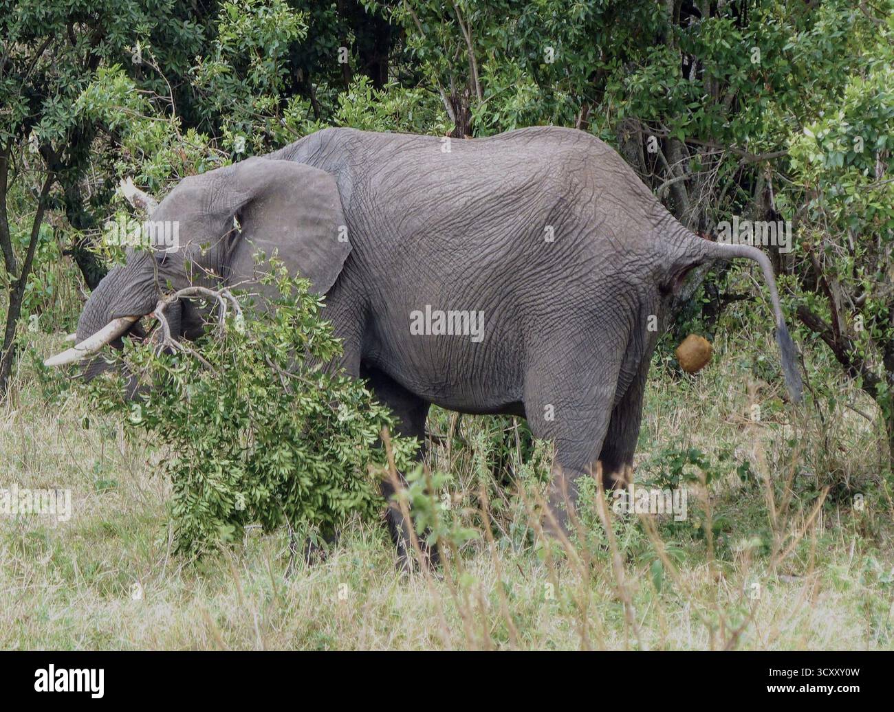 Un raro e divertente momento di fauna selvatica che mostra un elefante africano che fa schifo nella riserva di Masai Mara Foto Stock