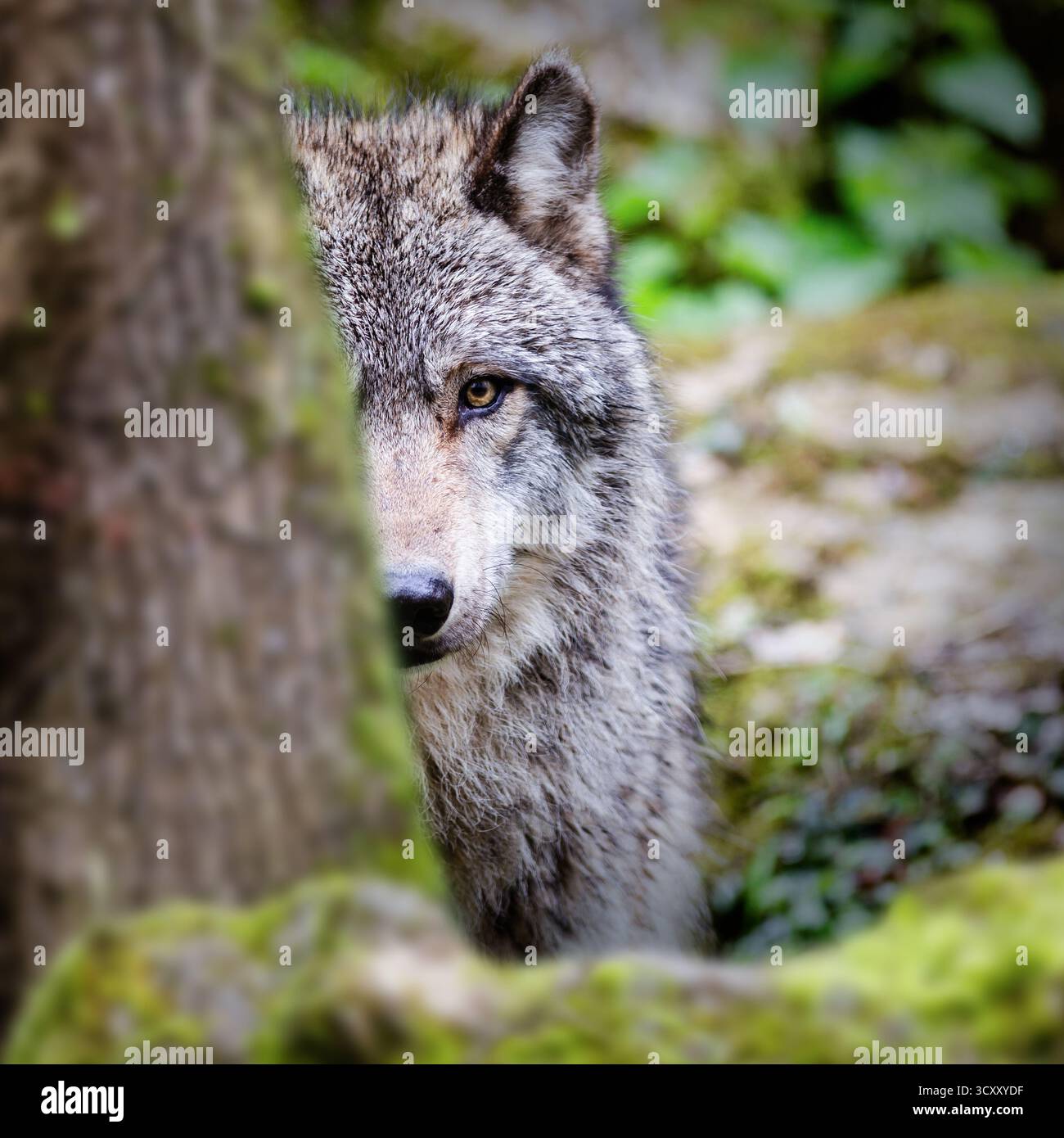 Lupo divertente che si nasconde dietro un albero nella foresta e ti fissa Foto Stock