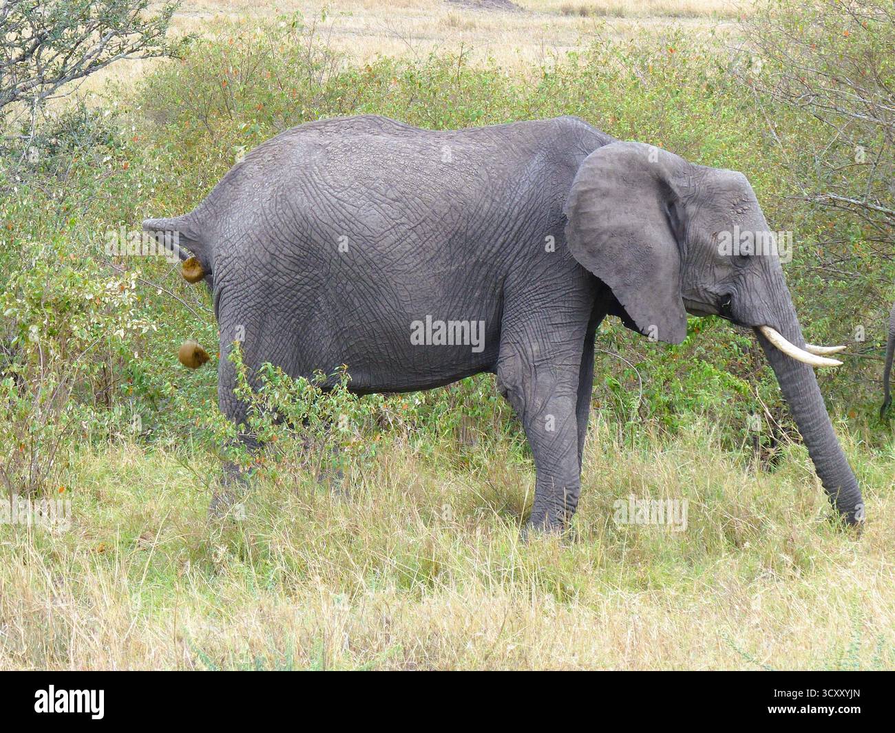 Un raro e divertente momento di fauna selvatica che mostra un elefante africano che fa schifo nella riserva di Masai Mara Foto Stock
