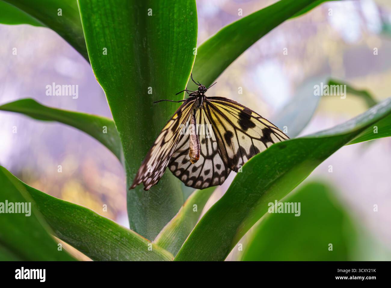 Idea leuconoe, Paper Kite Butterfly, Rice Paper Butterfly o Large Tree Nymph, seduti su una foglia verde sullo sfondo del giardino. Farfalla con nero e wh Foto Stock