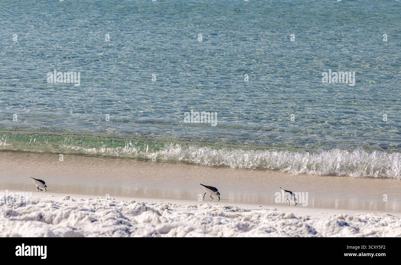 Gruppo di piccoli uccelli selvatici che si nutrono lungo il bordo dell'acqua a Santa Rosa Beach, Florica Foto Stock
