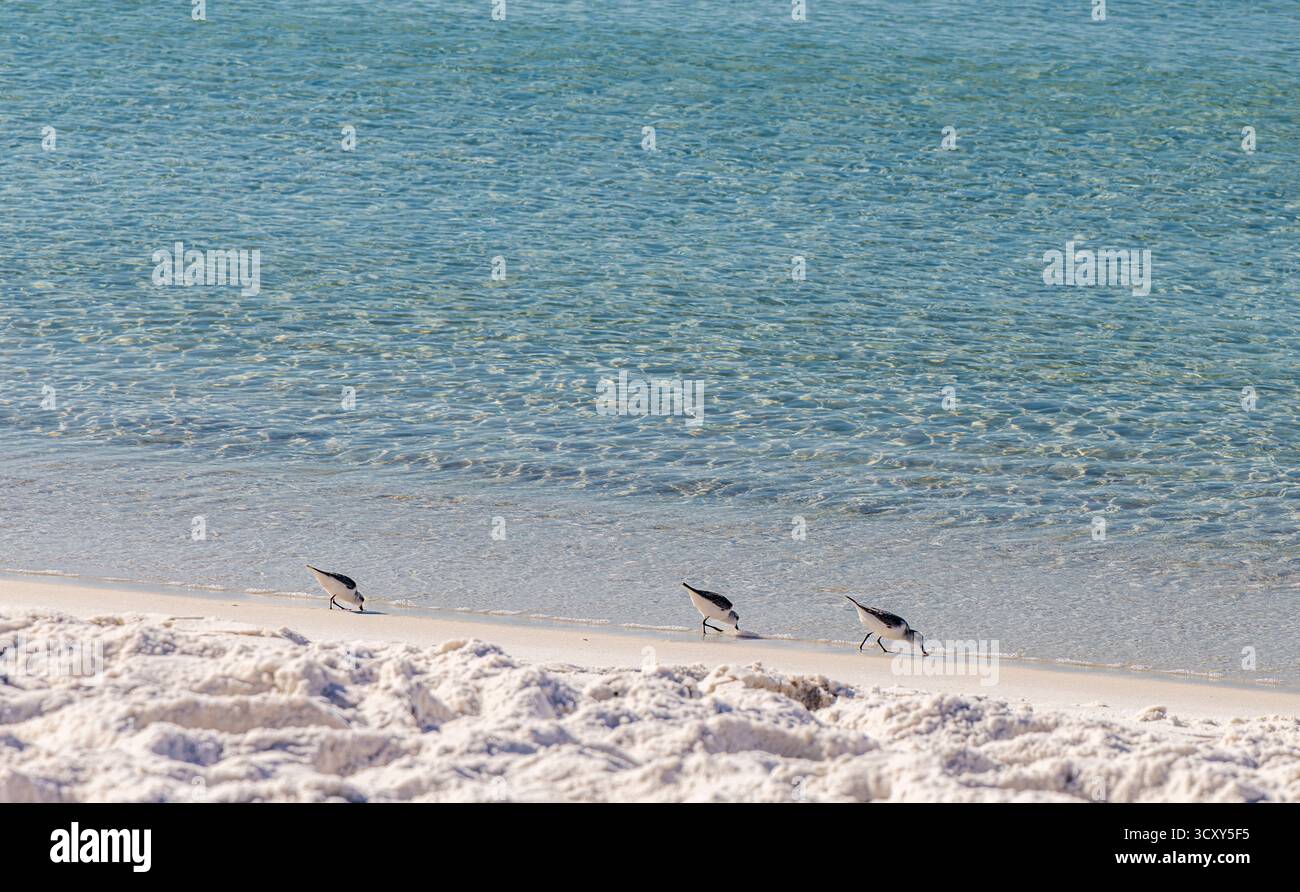 Gruppo di piccoli uccelli selvatici che si nutrono lungo il bordo dell'acqua a Santa Rosa Beach, Florica Foto Stock