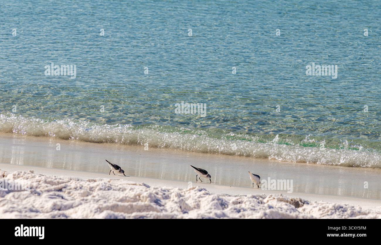 Gruppo di piccoli uccelli selvatici che si nutrono lungo il bordo dell'acqua a Santa Rosa Beach, Florica Foto Stock