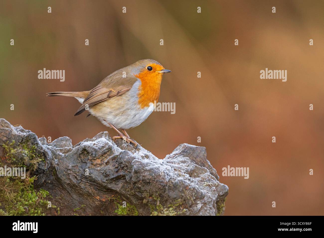 Un Robin eurasiatico (erithacus Rubecula) si trovava su una roccia innevata presso Scottish Wildlife Hides a Kirkcudbright, Scozia, Regno Unito. Foto Stock
