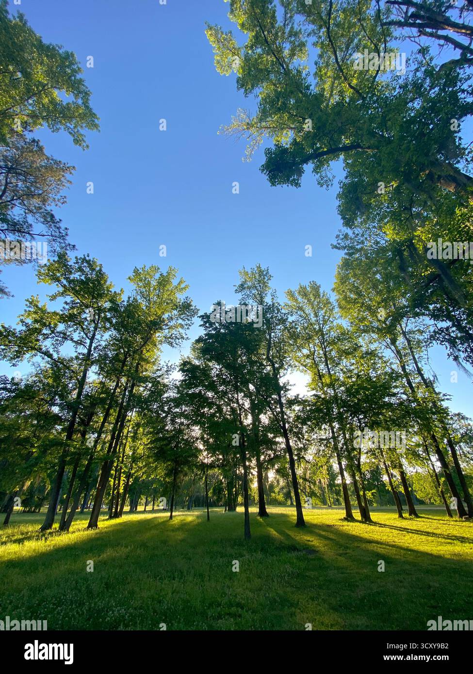 La luce del sole filtra tra tra gli alberi alti della Green Forest Foto Stock