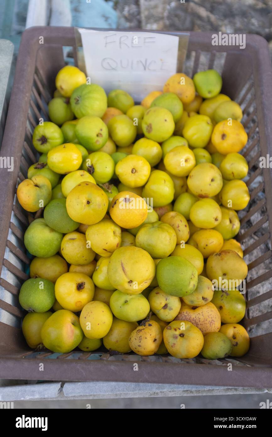 Cotogna gratuita in una strada di Aberfeldy, Perthshire, Scozia. Un'abbondanza di frutti gialli, Cydonia oblonga, ha portato all'offerta gratuita. Foto Stock