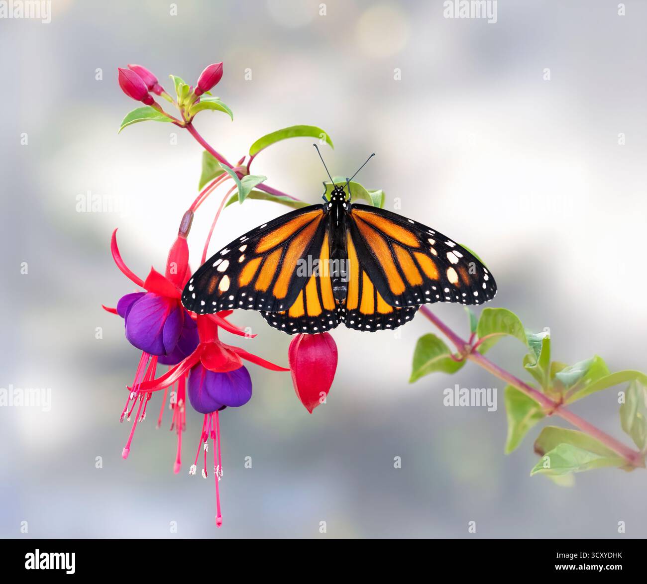 Macro di una farfalla monarca (danaus plexippus) che poggia su un fiore fucsia. Foto Stock