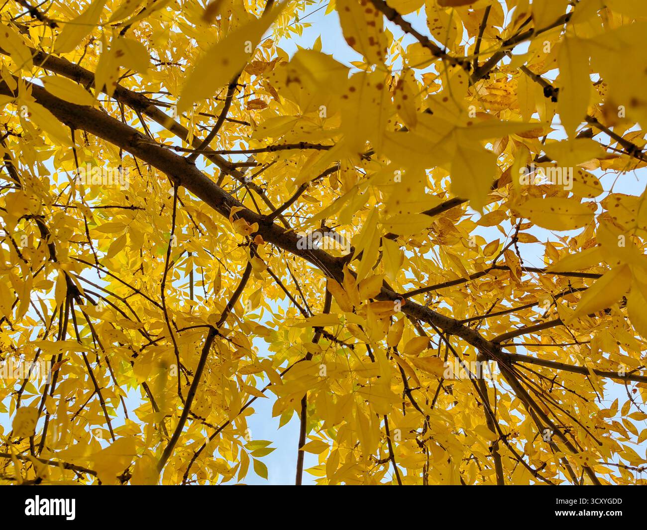 Foglie d'oro d'autunno. Foto Stock