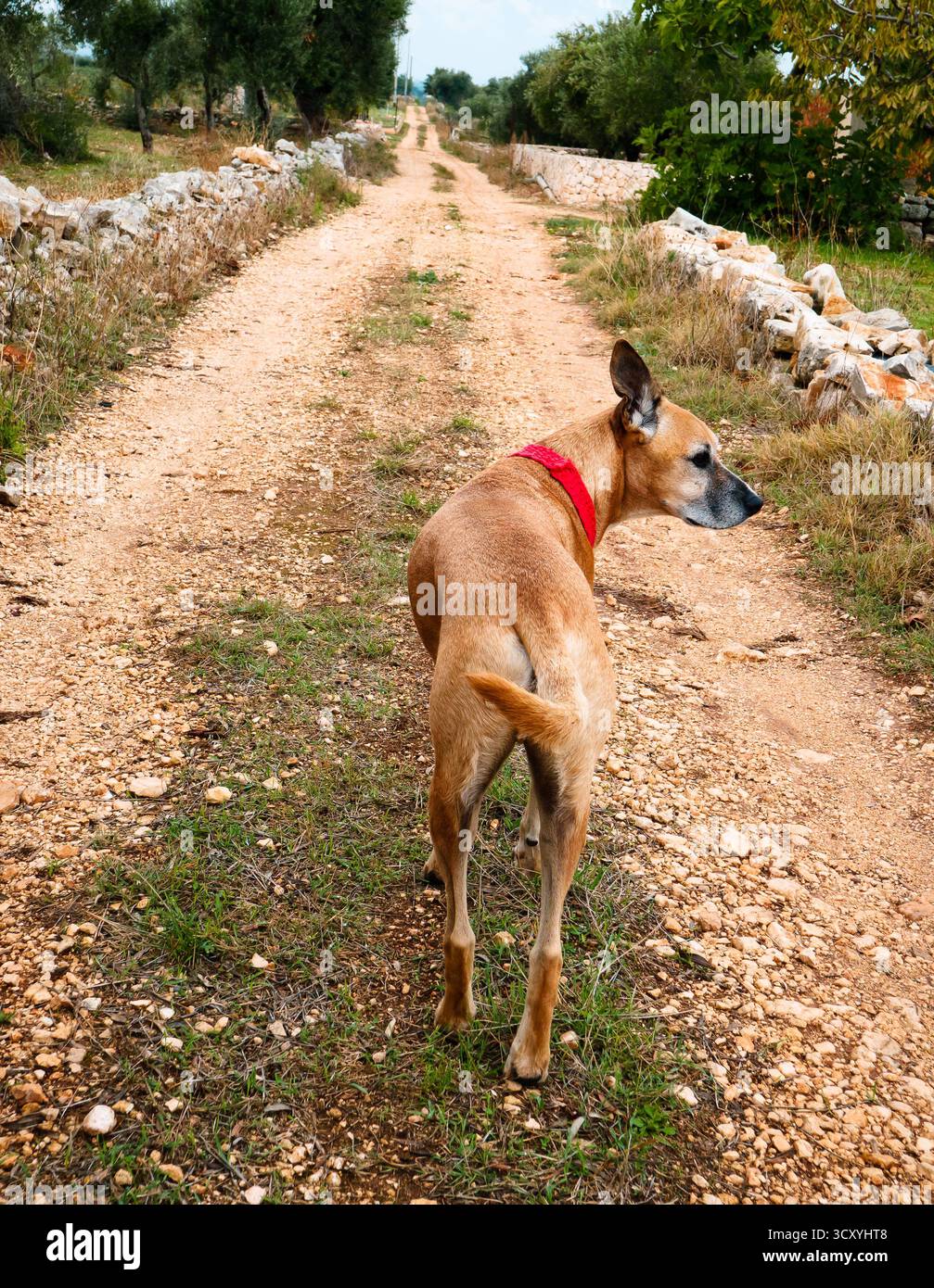 Cane pedigree sulla strada di campagna. Foto Stock