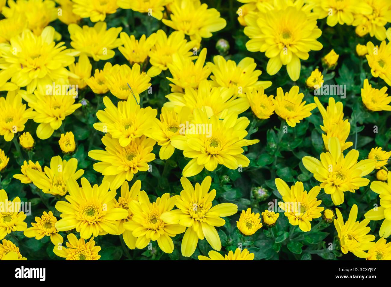 Un gruppo di fiori gialli luminosi al crisantemo in piena fioritura circondati da un ricco fogliame verde. L'immagine cattura la vivace bellezza stagionale e la natura Foto Stock