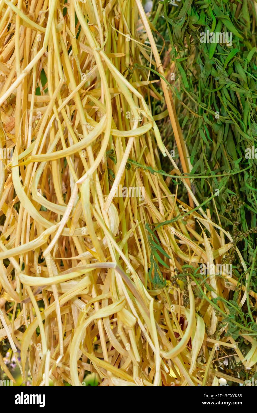 Primo piano di erbe gialle e verdi secche appese fianco a fianco, mostrando una consistenza naturale e un contrasto di colore. Perfetto per illustrare la cultura tradizionale Foto Stock