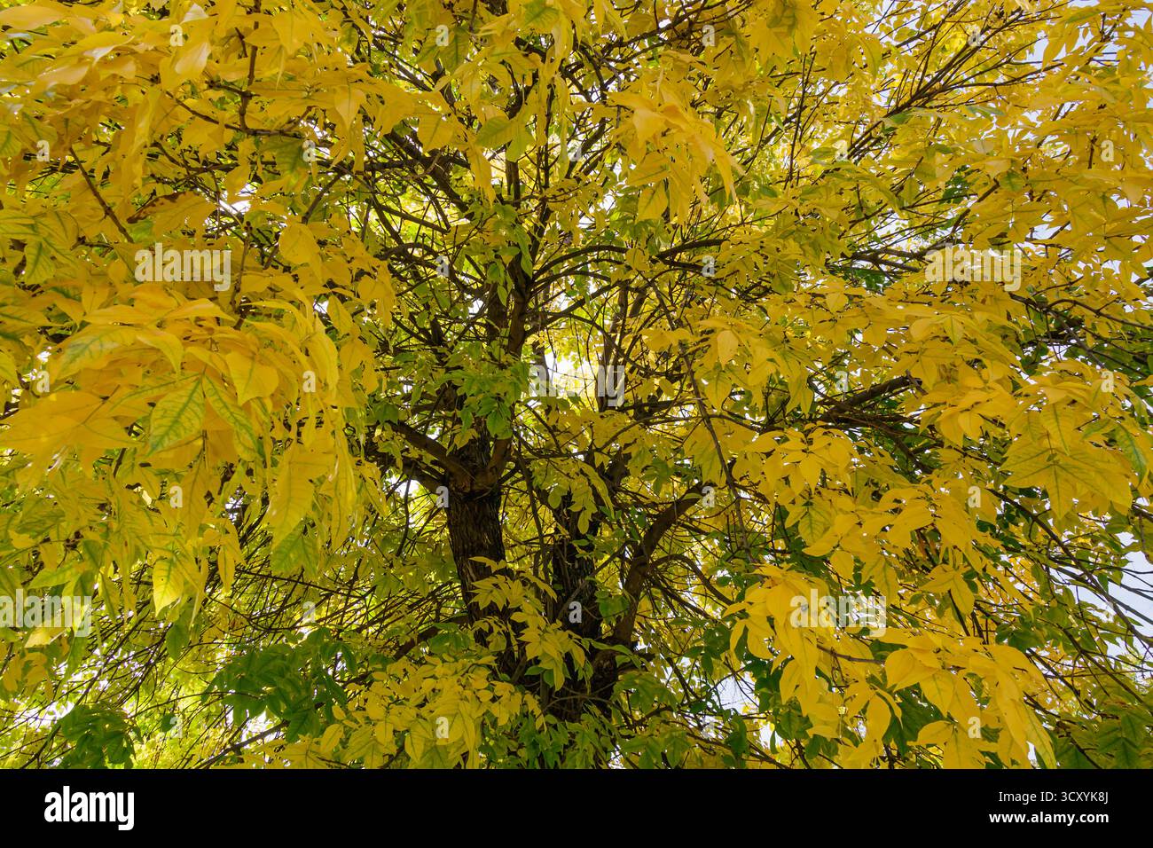 Un alto albero ricoperto di vibranti foglie autunnali gialle viste dal basso, con la luce del sole che filtra attraverso il baldacchino e mette in risalto la bellezza stagionale Foto Stock