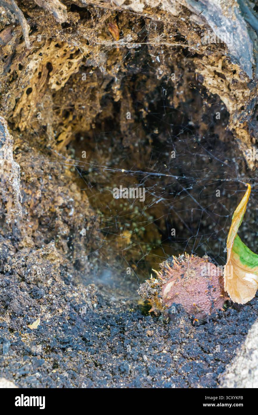 Vista ravvicinata di una cavità naturale all'interno di un tronco di albero che mostra terreno scuro, legno in decomposizione e sottili ragnatele. Una foglia asciutta e una buccia di castagno riposano sul Foto Stock