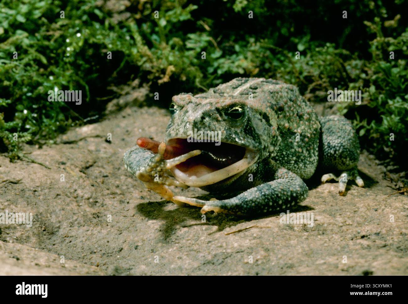 Bufo Americanus mangia attivamente un verme di terra in un giardino, Missouri, Stati Uniti Foto Stock