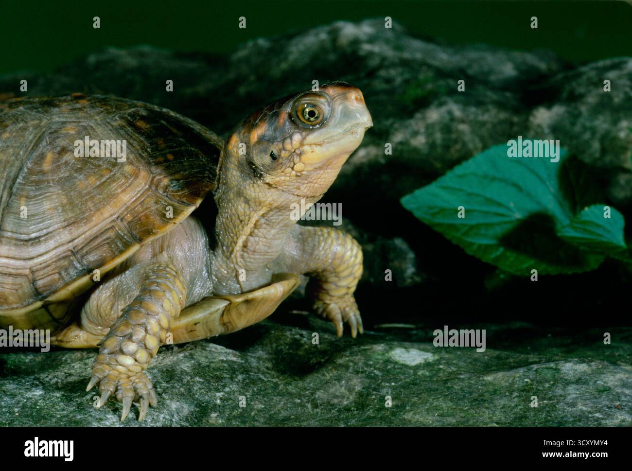 Curiosa tartaruga nordamericana nel giardino estivo, vista laterale, proseguendo da Shell, Missouri, Stati Uniti Foto Stock