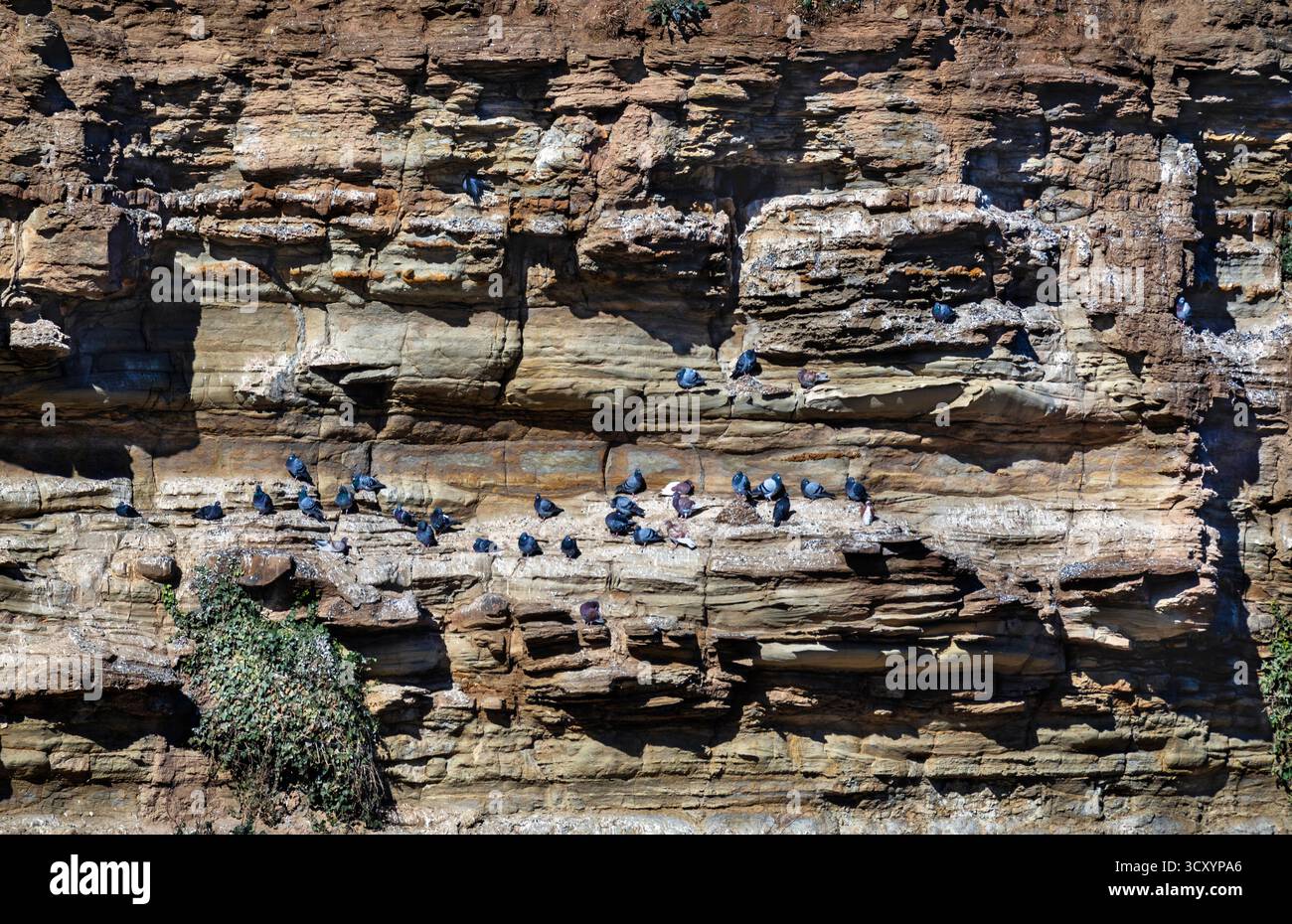 Staithes, un villaggio nel North Yorkshire, Inghilterra. Era un centro di pesca e di estrazione mineraria, ora è una destinazione turistica. I piccioni selvaggi vivono sulle rocce. Foto Stock