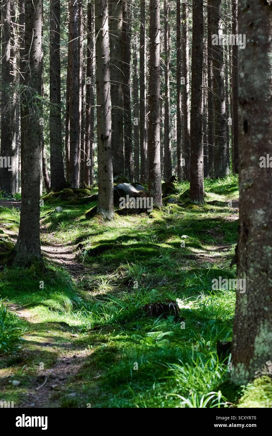 Ricca vegetazione verde tra alberi alti e antichi con ombre e luce nella foresta in Romania Foto Stock