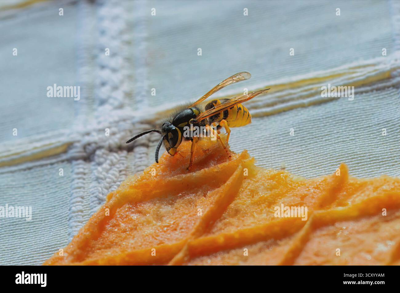 Una vespa che mangia su un pezzo di torta Foto Stock