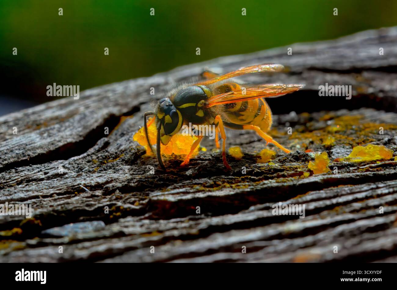 Invece di mangiare insetti e ragni, le vespe adulte, sia sociali che solitarie, si nutrono solo di zuccheri. Foto Stock