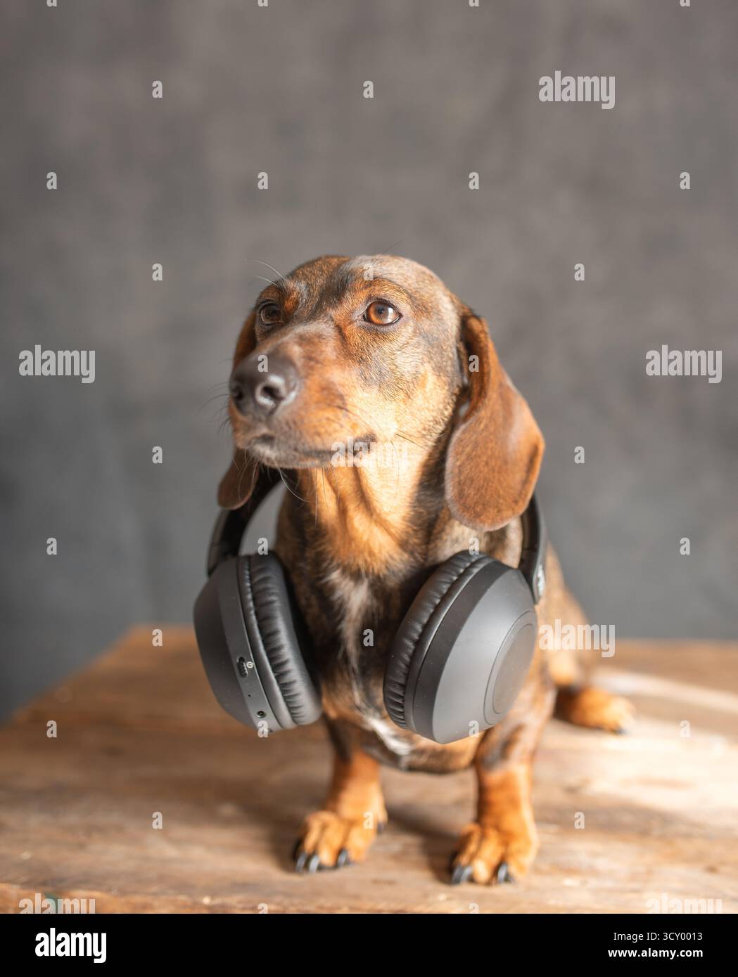 Un dachshund marrone che indossa le cuffie ascolta la musica, muovendosi avanti e indietro. Foto Stock