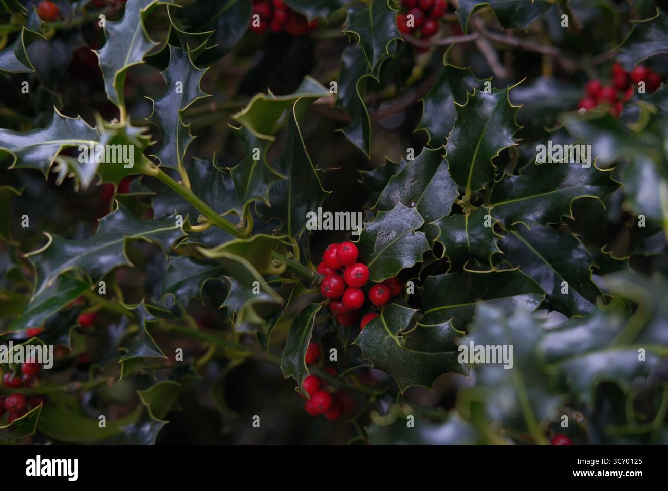 Frutti di bosco e foglie di agrifoglio sempreverdi, pianta Ilex aquifolium. Fogliame lucido e vellutato e frutti di bosco maturi. Simbolo della decorazione natalizia Foto Stock