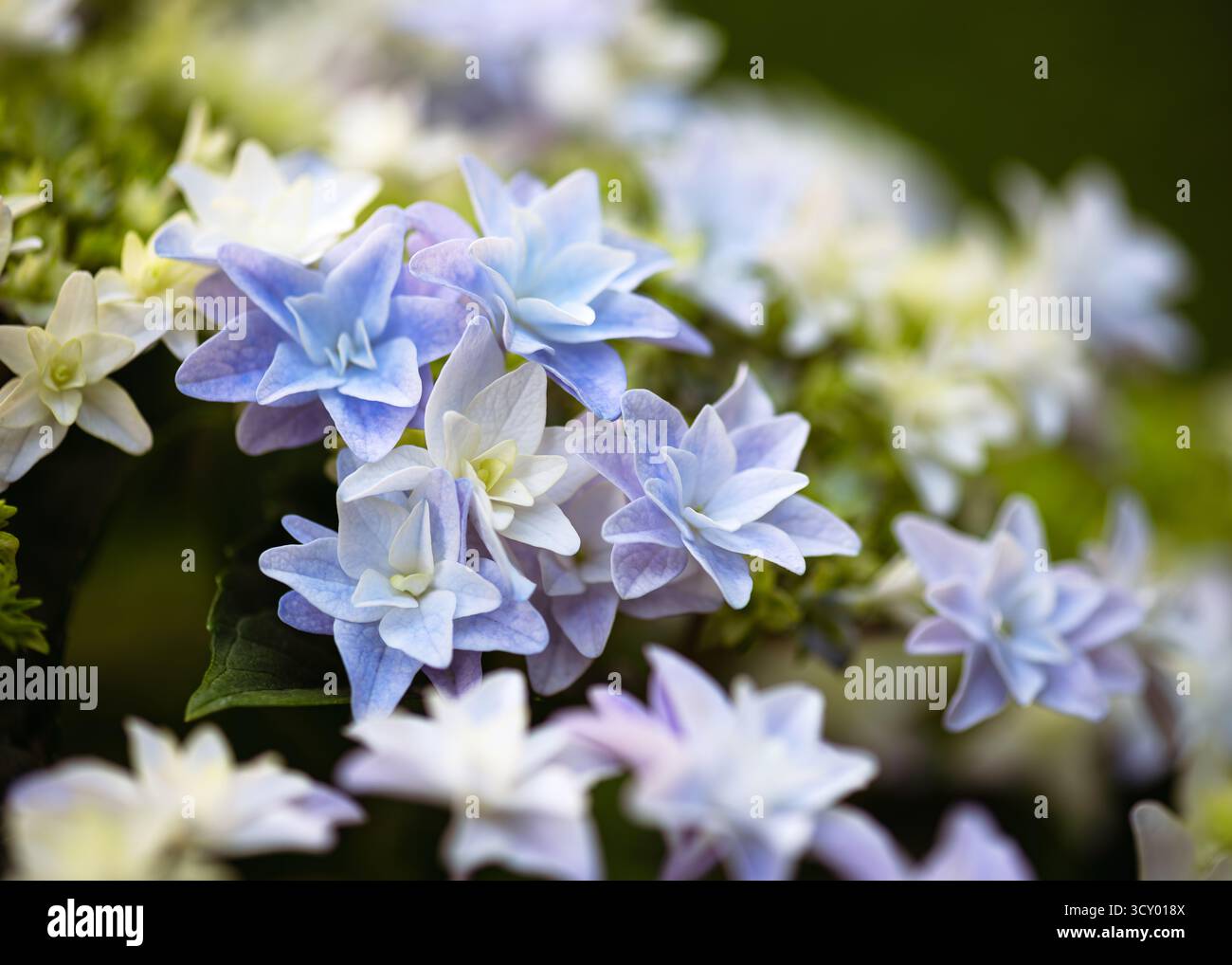 Morbidi e pieni fiori di Hydrangea macrophylla "You and me Together" con intricati doppi petali in delicati toni di blu e viola nei cottage estivi Foto Stock