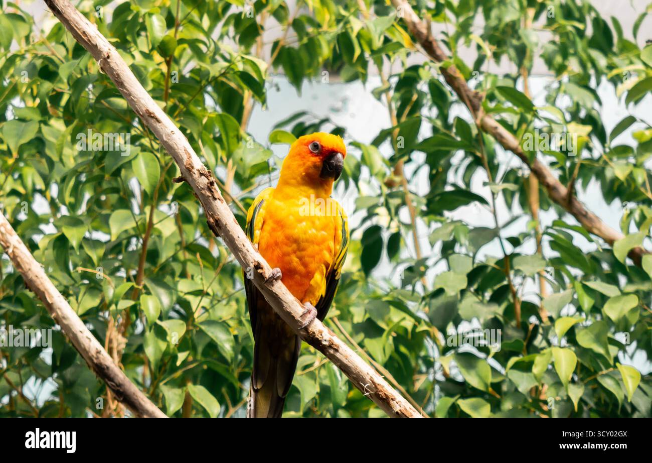 Jandaya Parakeet - Aratinga jandaya, piccolo pappagallo neotropico dai colori vivaci Foto Stock