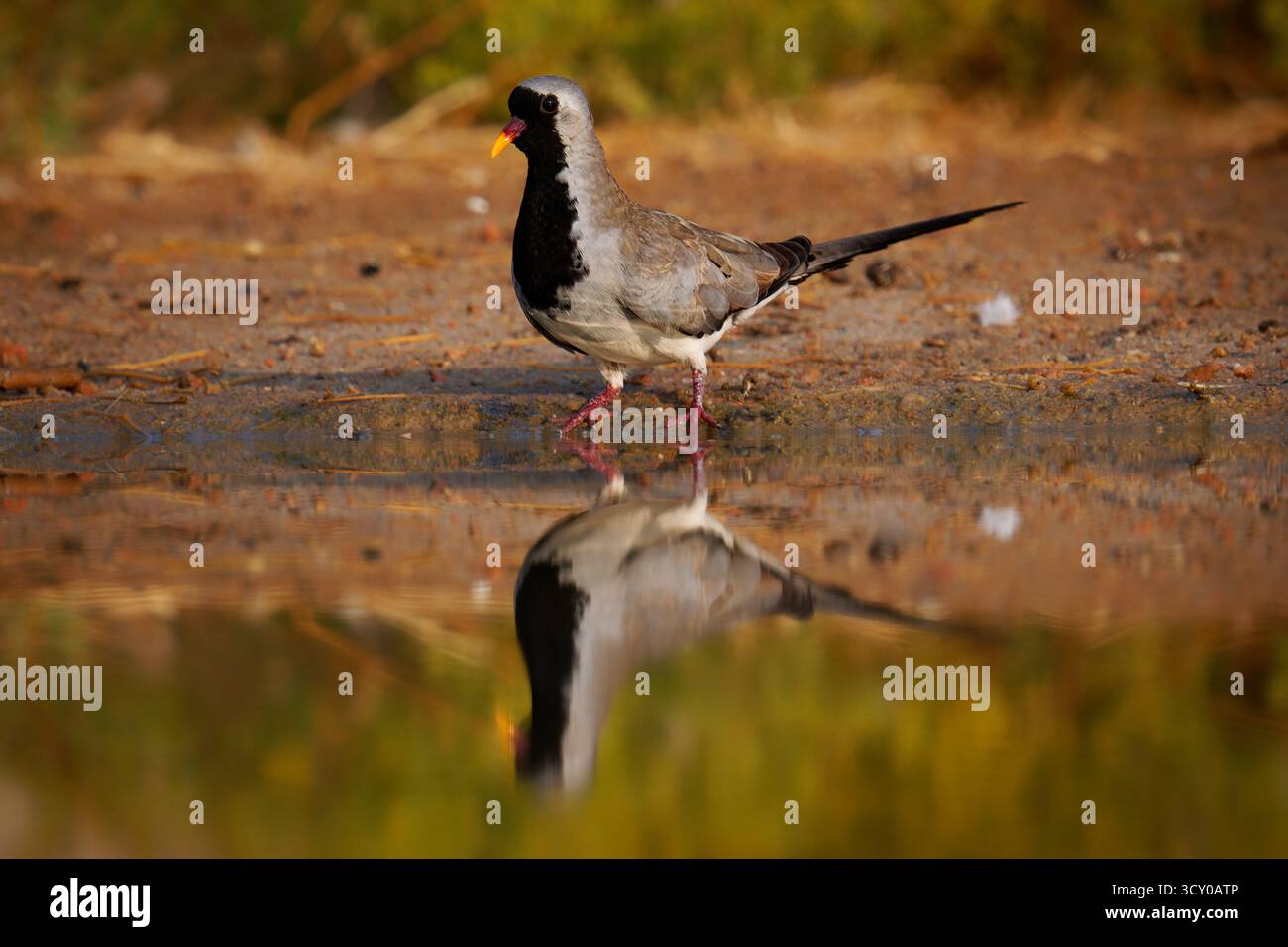 Namaqua dove Oena capensis piccione molto piccolo trovato in gran parte dell'Africa sub-sahariana, così come in Arabia e Madagascar, uccello con la coda lunga vicino al wate Foto Stock