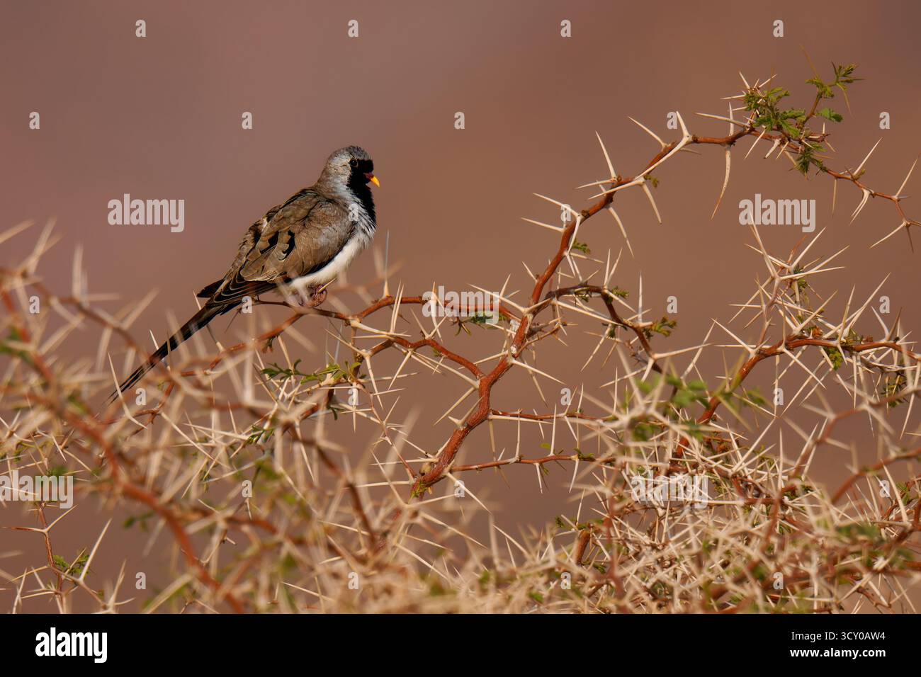 Namaqua dove Oena capensis piccione molto piccolo trovato in gran parte dell'Africa sub-sahariana, così come in Arabia e Madagascar, uccello con la coda lunga vicino al wate Foto Stock