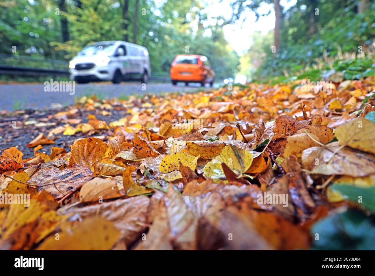 Laubfall im Herbst Herabgefallenes Herbstlaub sammelt sich am Rand einer Straße, wo viele Autos unterwegs peccd *** foglie cadute in autunno foglie autunnali cadute si raccolgono sul lato di una strada dove ci sono molte auto sulla strada Foto Stock