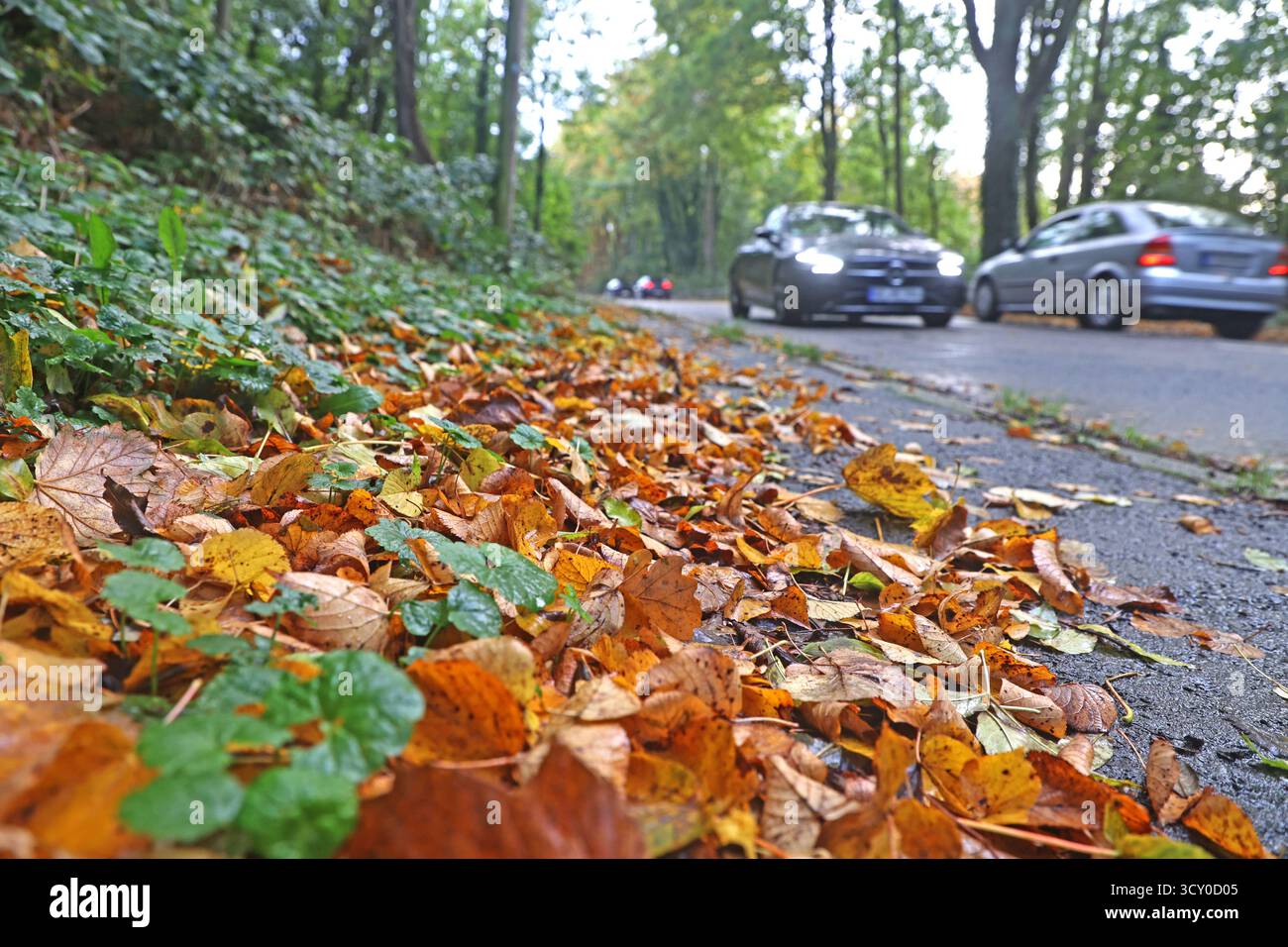 Laubfall im Herbst Herabgefallenes Herbstlaub sammelt sich am Rand einer Straße, wo viele Autos unterwegs peccd *** foglie cadute in autunno foglie autunnali cadute si raccolgono sul lato di una strada dove ci sono molte auto sulla strada Foto Stock