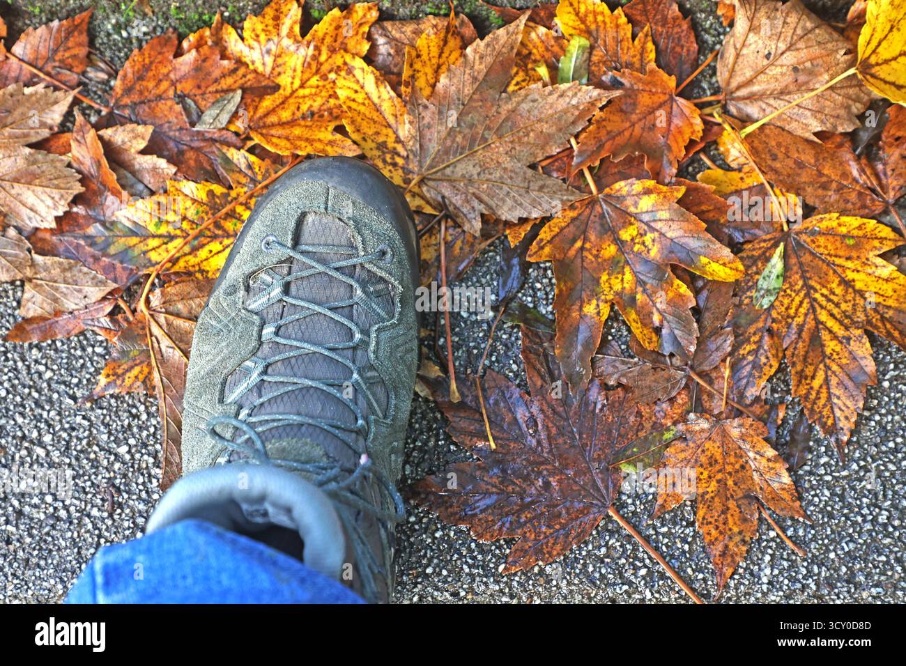 Festes Schuhwerk im Herbst Eine Person steht mit Wanderschuhen in herabgefallenen, rutschigen Herbstlaub **** calzature robuste in autunno Una persona sta con stivali da trekking in foglie cadute e scivolose Foto Stock