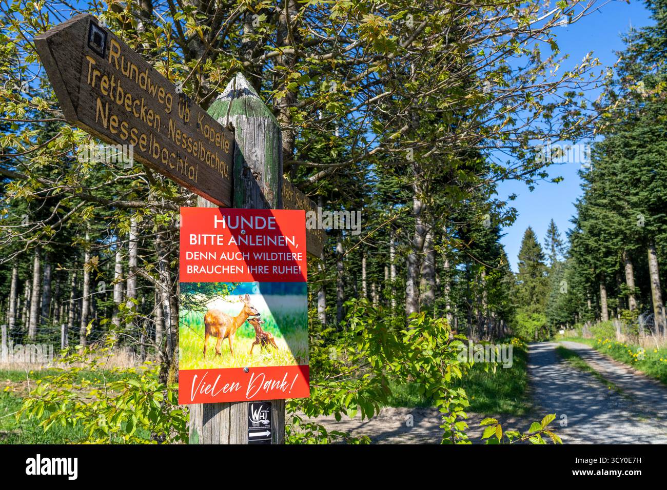 Firma in un'area forestale vicino ad Altastenberg nella regione del Sauerland, i cani devono essere tenuti al guinzaglio per proteggere la fauna selvatica nella foresta, Renania settentrionale-Vestfali Foto Stock
