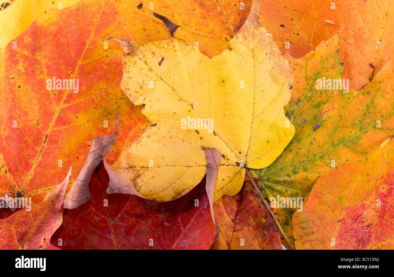 Le vivaci foglie autunnali di giallo, arancione, rosso e verde creano un collage caldo e strutturato. La vista ravvicinata evoca stagionalità, natura e atmosfera accogliente. Foto Stock