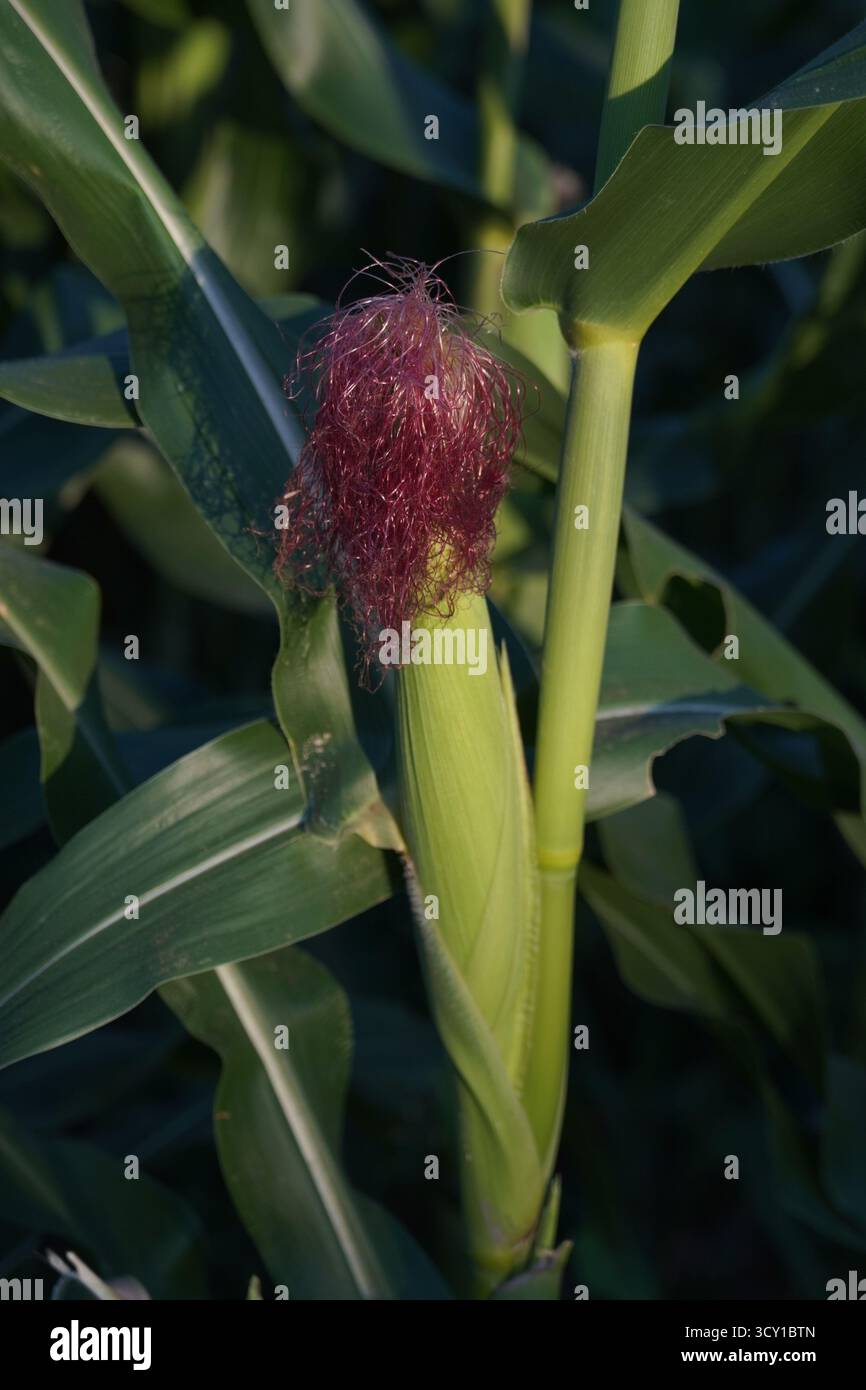 Una pianta di mais con una pannocchia di seta rossastra, circondata da foglie verdi Foto Stock