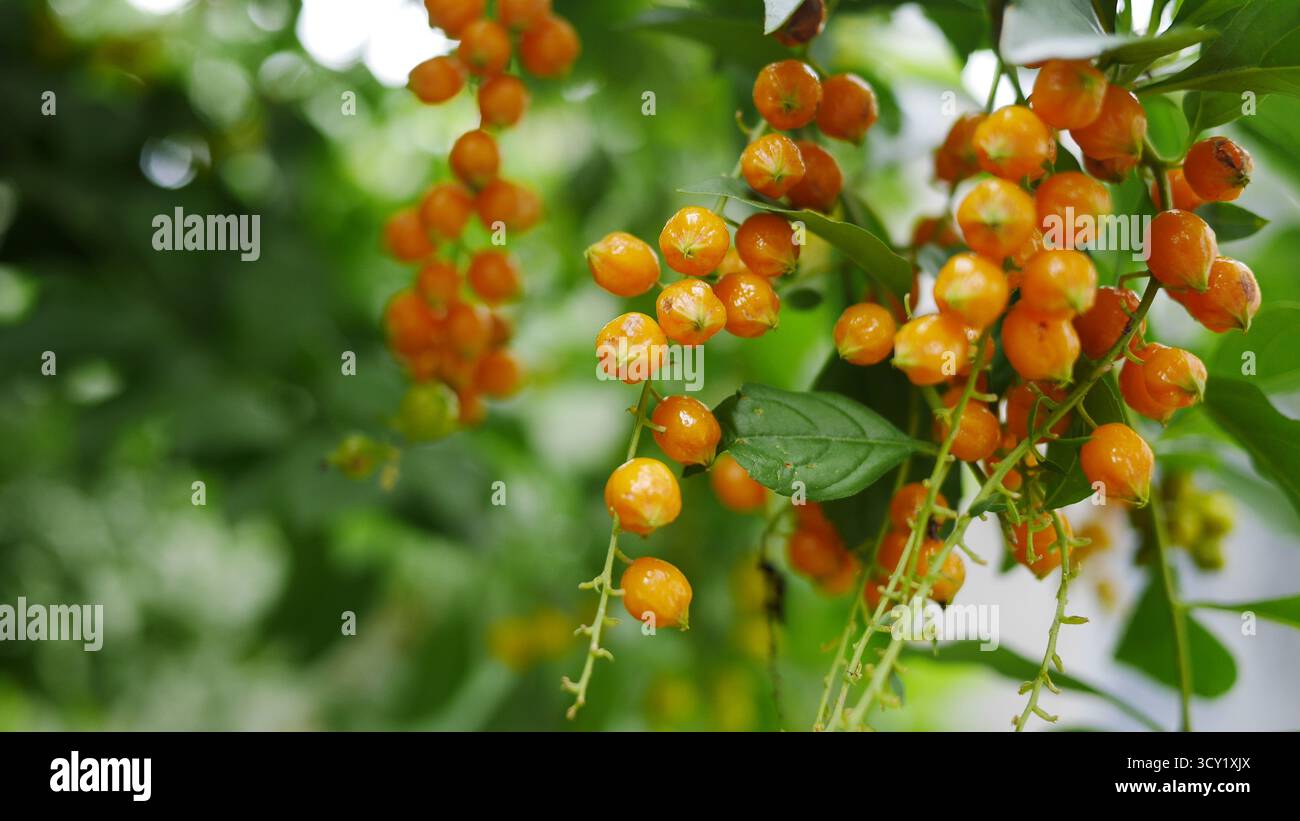 Golden Dewdrop o Pigeon Berry Fruits, Duranta Repens o SkyFlower, Poisoning Fruit, tossico e pericoloso, inemangiabile, non commestibile Foto Stock