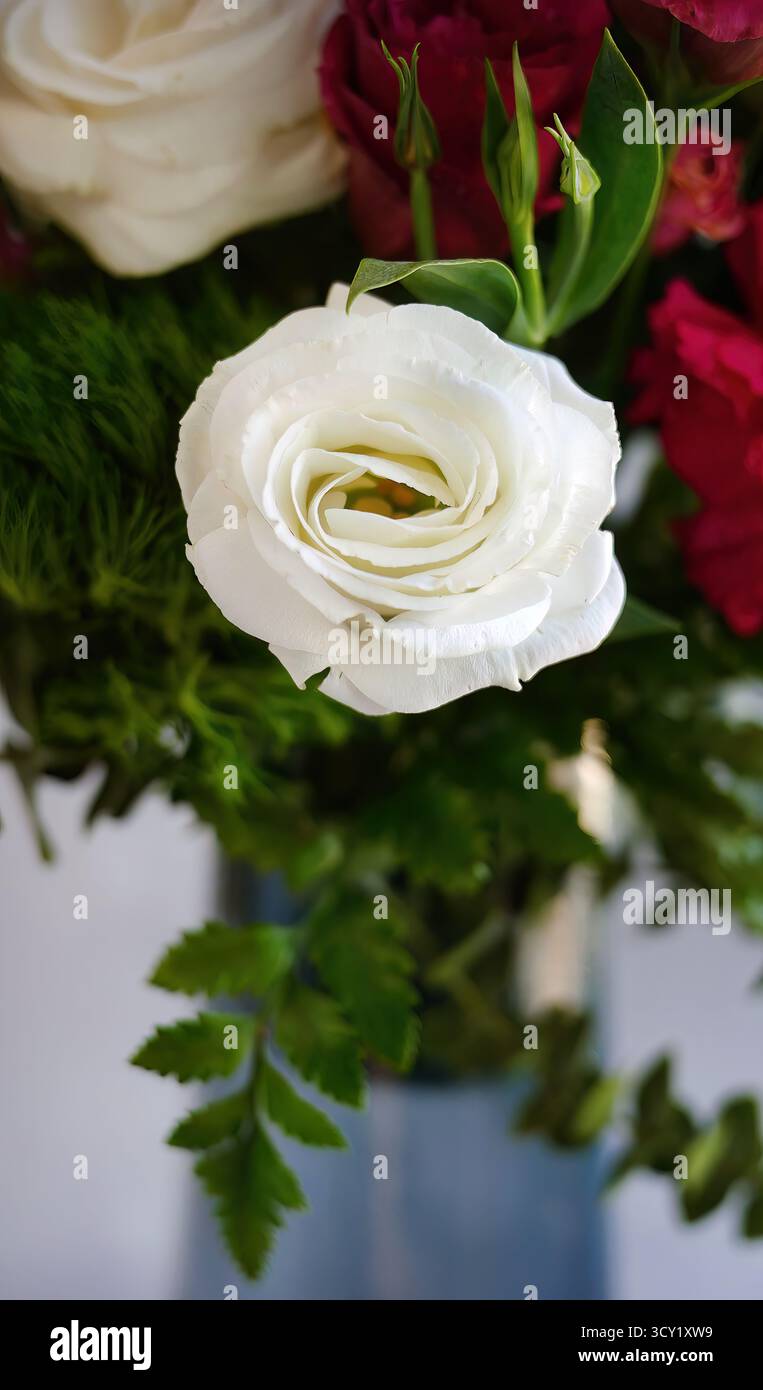 Lisianthus Croma Silky White, fiori di colore bianco brillante con sfondo sfocato di vari colori, decorazioni artistiche con bouquet floreale Foto Stock