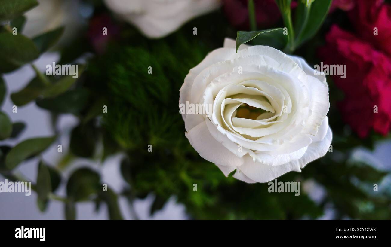 Lisianthus Croma Silky White, fiori di colore bianco brillante con sfondo sfocato di vari colori, decorazioni artistiche con bouquet floreale Foto Stock