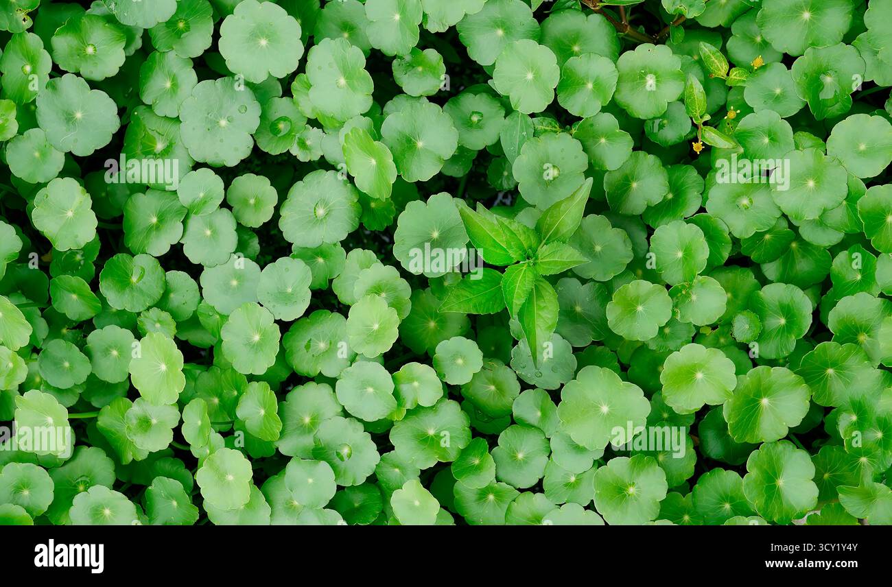Direttamente sopra la vista di vergine acqua Pennywort, idrocotile umbellato o Centella asiatica, Hydrocotyle vulgaris piante medicinali proprietà medicinali, Foto Stock